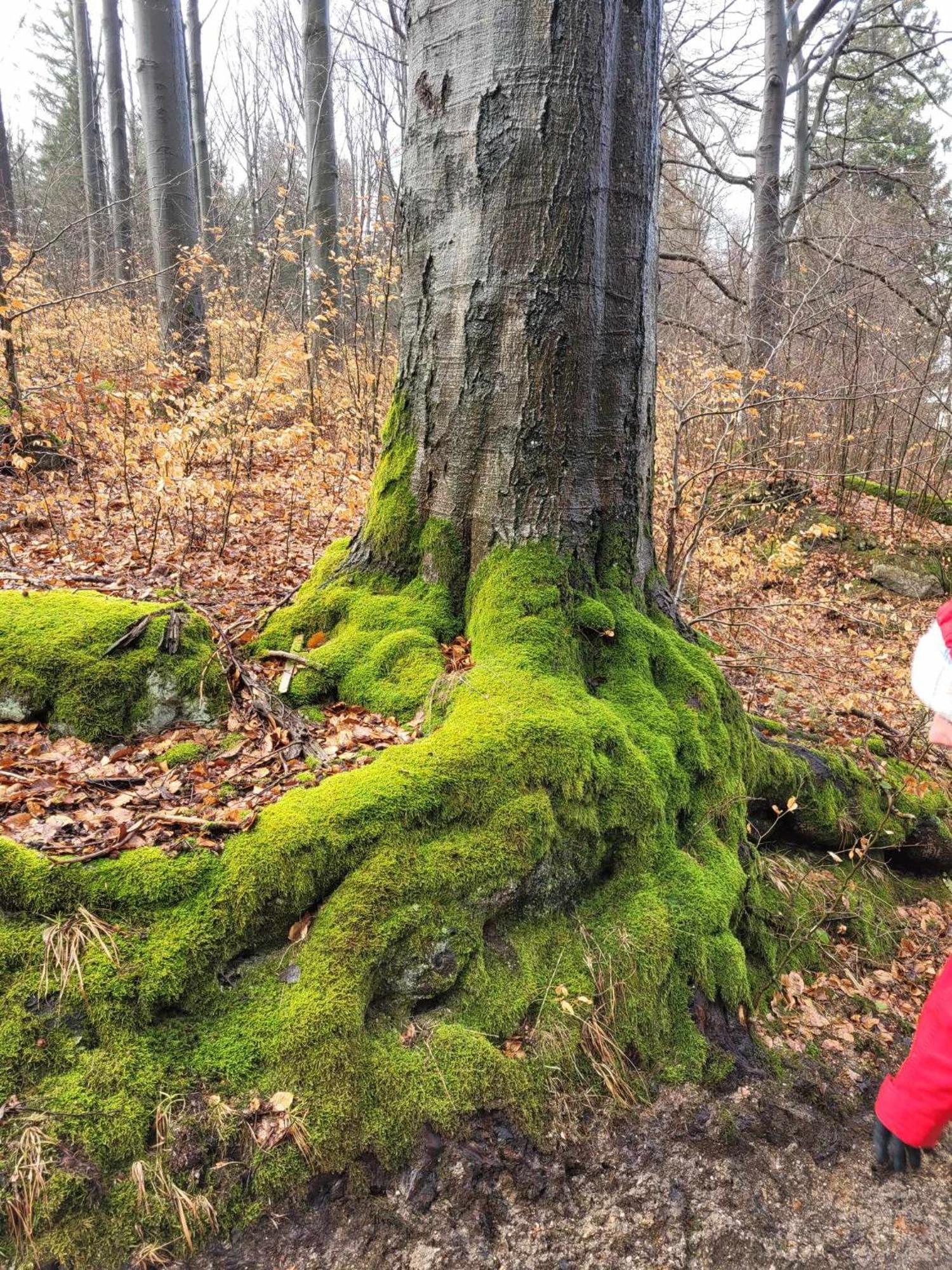 Вілла Omszale Glazy Mossy Rocks Moosige Felsen Захелме Екстер'єр фото